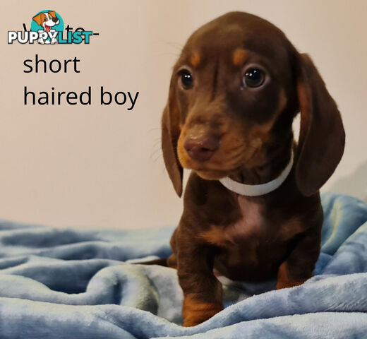 Gorgeous Miniature Dachshund Puppies For Sale