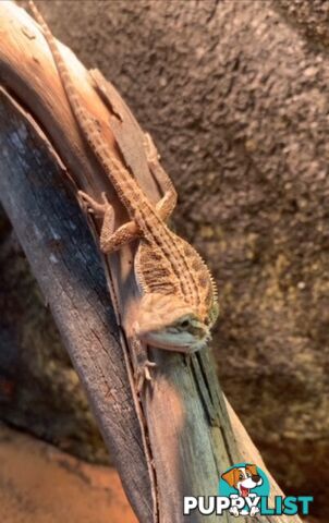 Baby Bearded Dragons - StockCode: 7ZNM9G