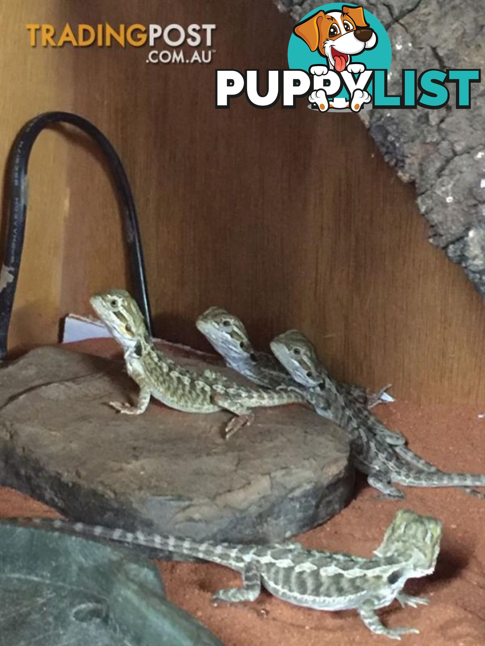 Baby Bearded Dragons - StockCode: 7ZNM9G