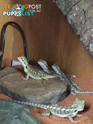 Baby Bearded Dragons - StockCode: 7ZNM9G