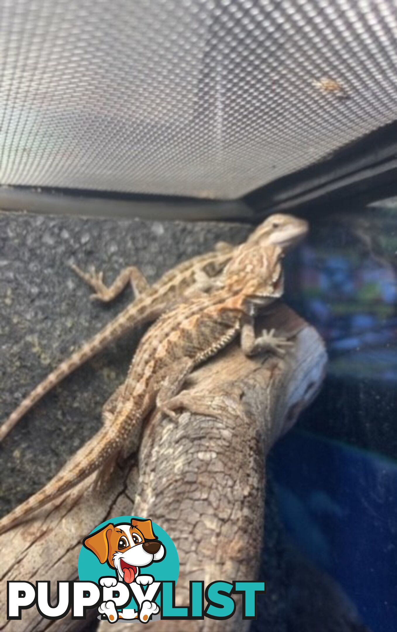 Baby Bearded Dragons - StockCode: 7ZNM9G