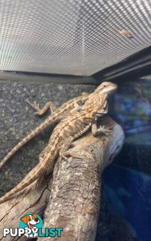 Baby Bearded Dragons - StockCode: 7ZNM9G