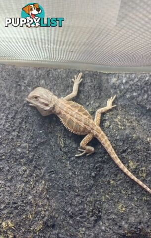 Baby Bearded Dragons - StockCode: 7ZNM9G