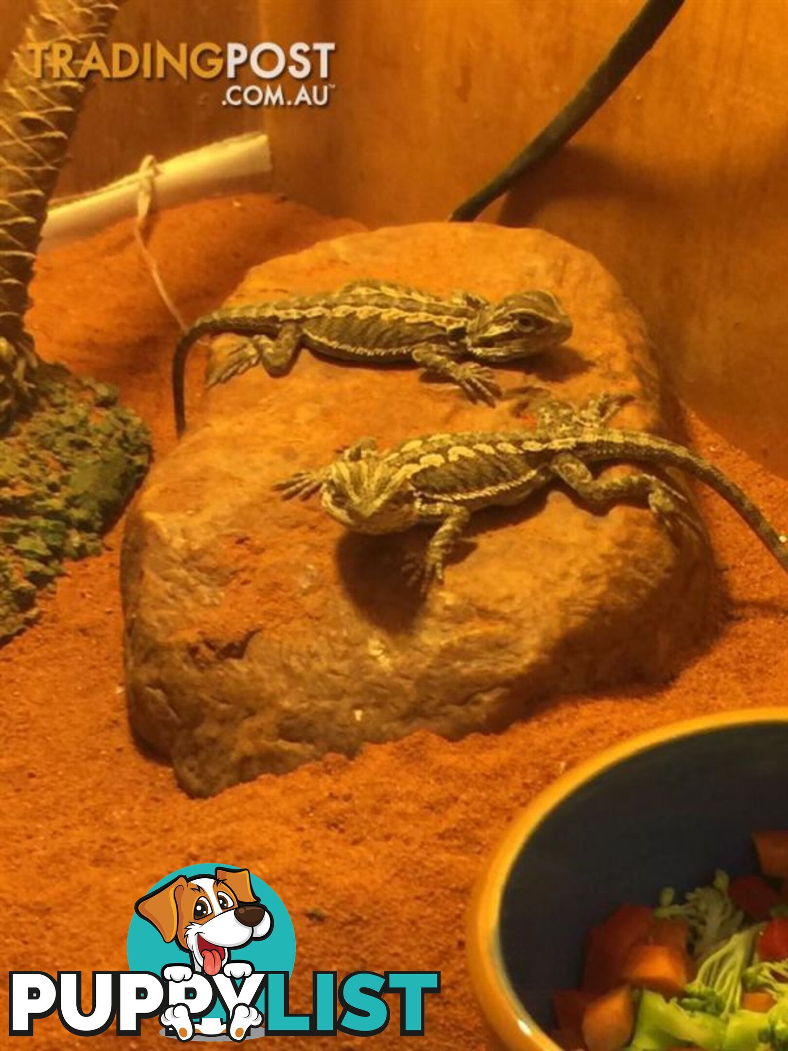 Baby Bearded Dragons - StockCode: 7ZNM9G