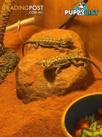 Baby Bearded Dragons - StockCode: 7ZNM9G