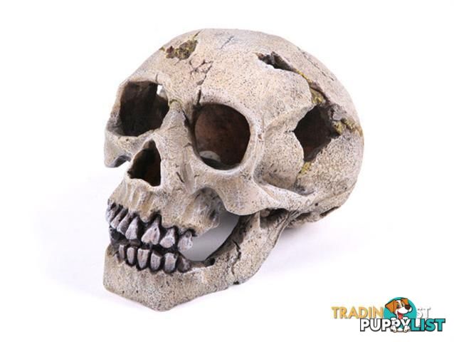 Kazoo Skull - StockCode: 2R3TVN