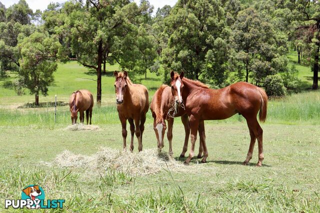 101 Knobby Glen Rd Kandanga QLD 4570