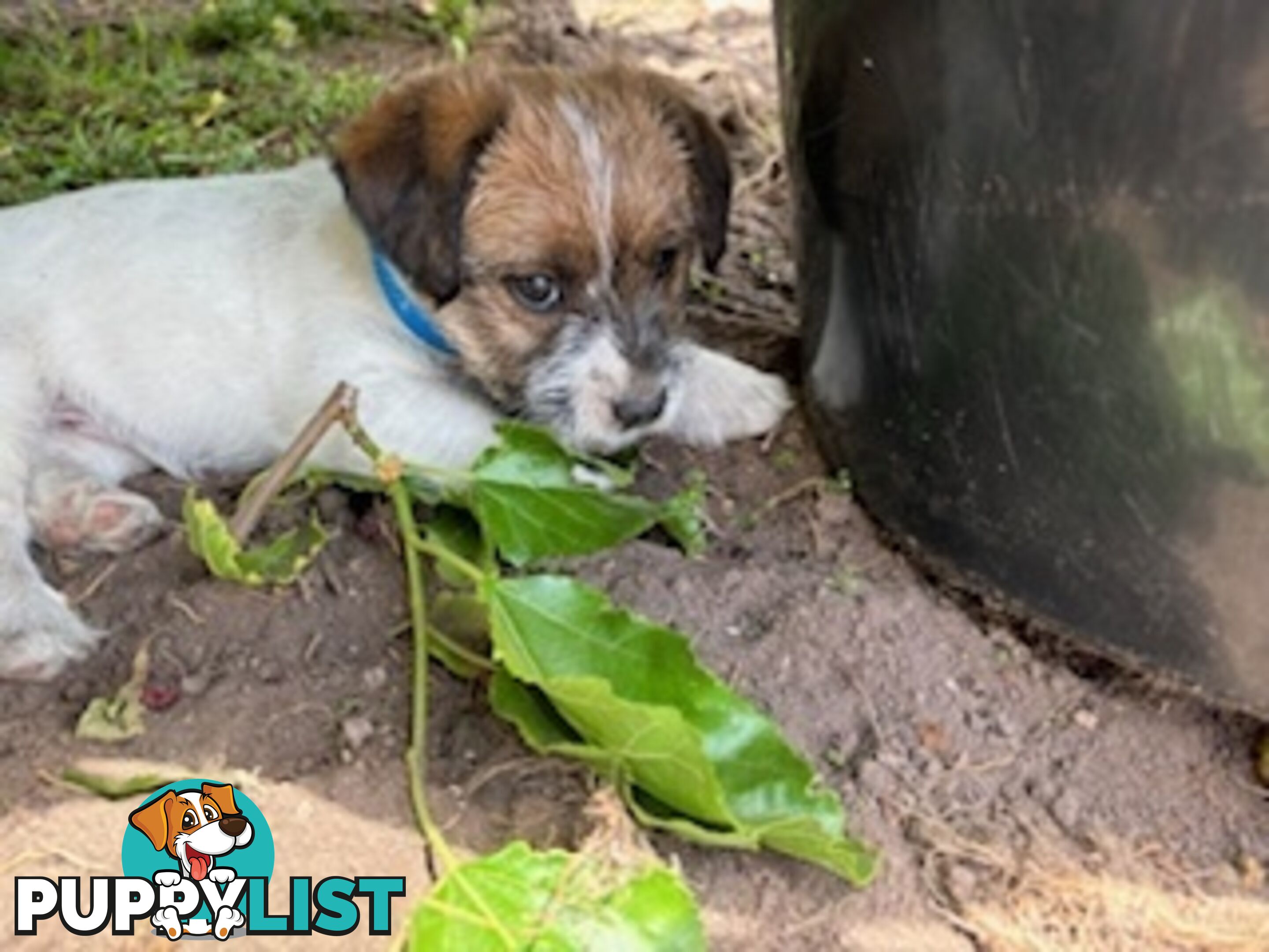 Looking for a playful companion? Rough coat Jack Russell puppies