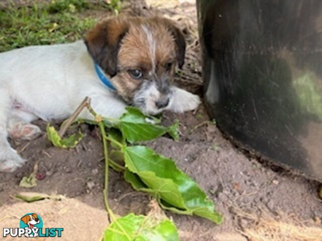 Looking for a playful companion? Rough coat Jack Russell puppies