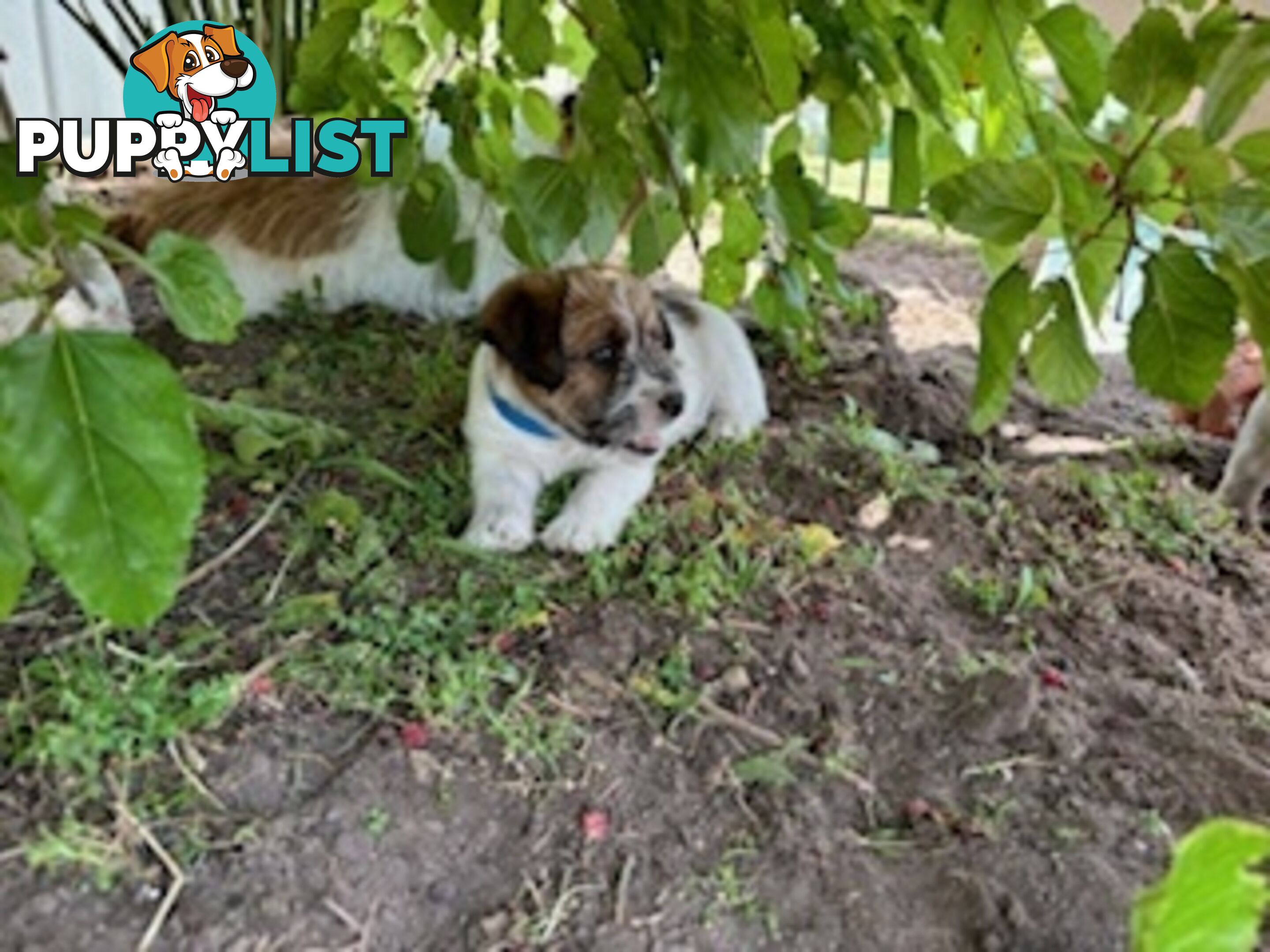 Looking for a playful companion? Rough coat Jack Russell puppies