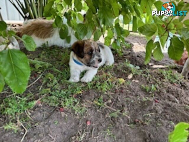 Looking for a playful companion? Rough coat Jack Russell puppies