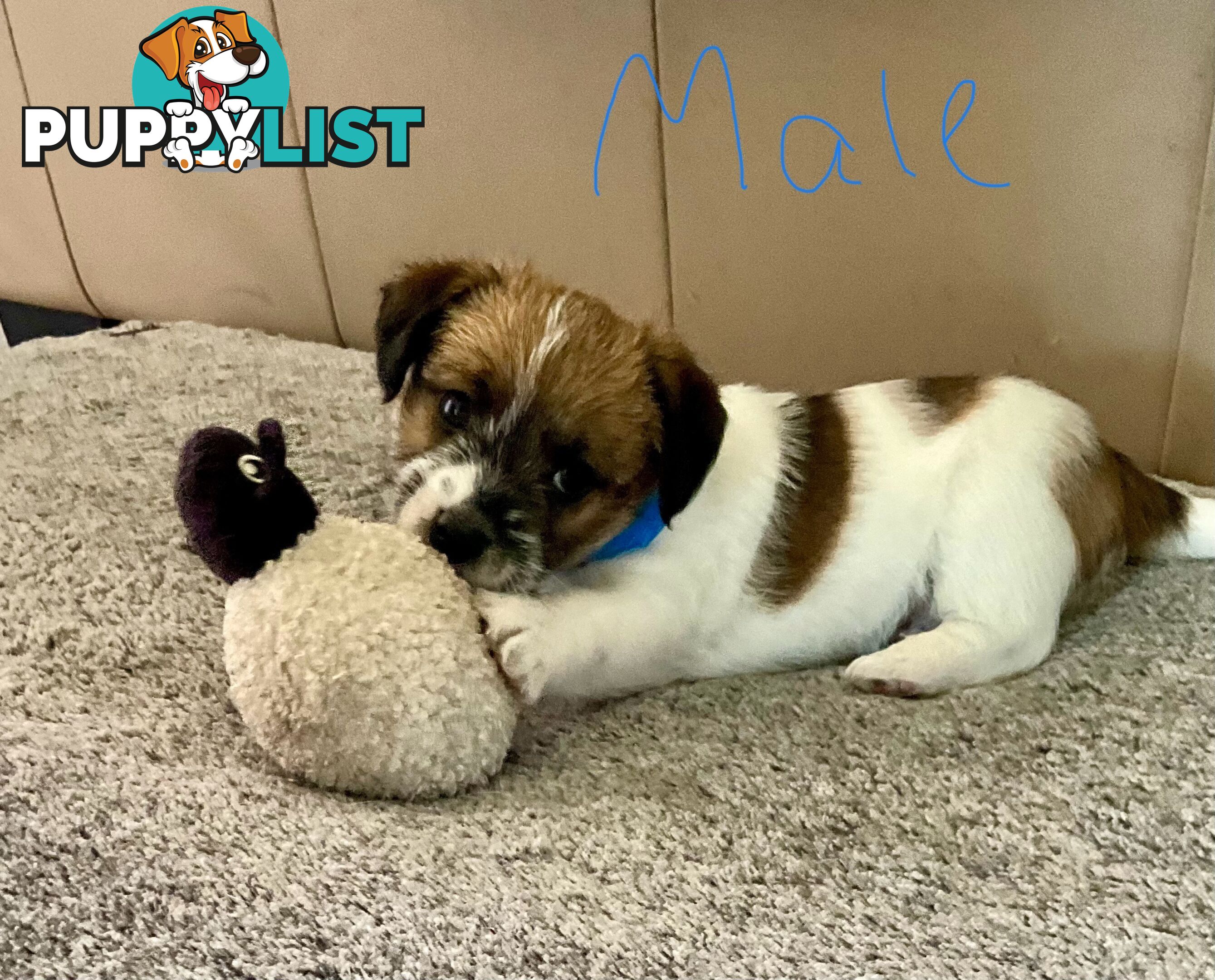 Looking for a playful companion? Rough coat Jack Russell puppies