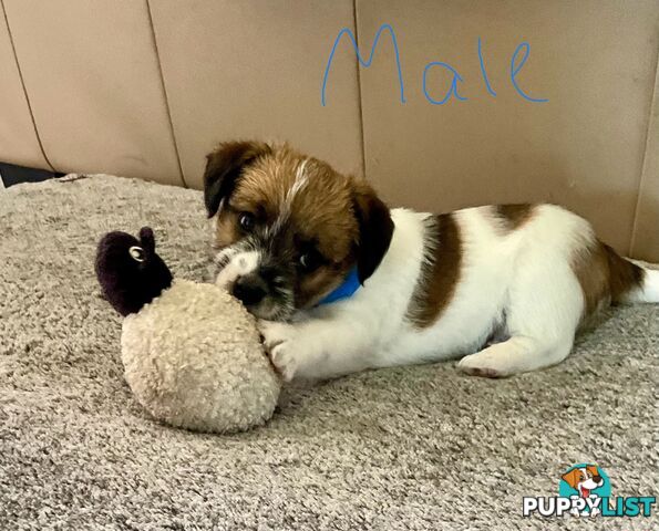 Looking for a playful companion? Rough coat Jack Russell puppies