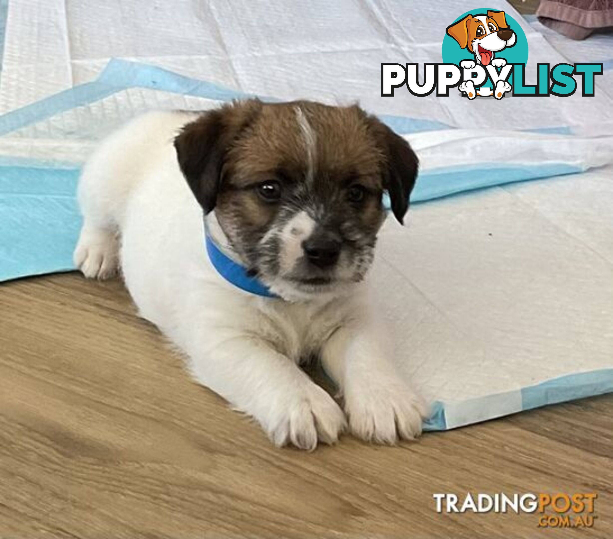 Looking for a playful companion? Rough coat Jack Russell puppies