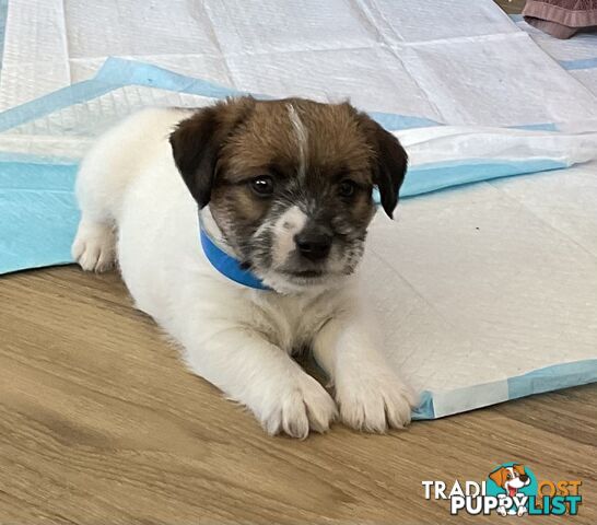 Looking for a playful companion? Rough coat Jack Russell puppies