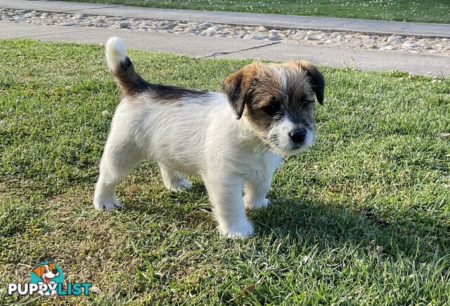 Looking for a playful companion? Rough coat Jack Russell puppies