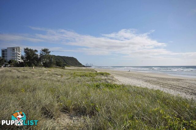 8/1444 Gold Coast Highway PALM BEACH QLD 4221