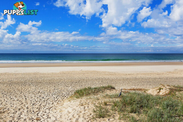 1611/10 Fifth Avenue PALM BEACH QLD 4221