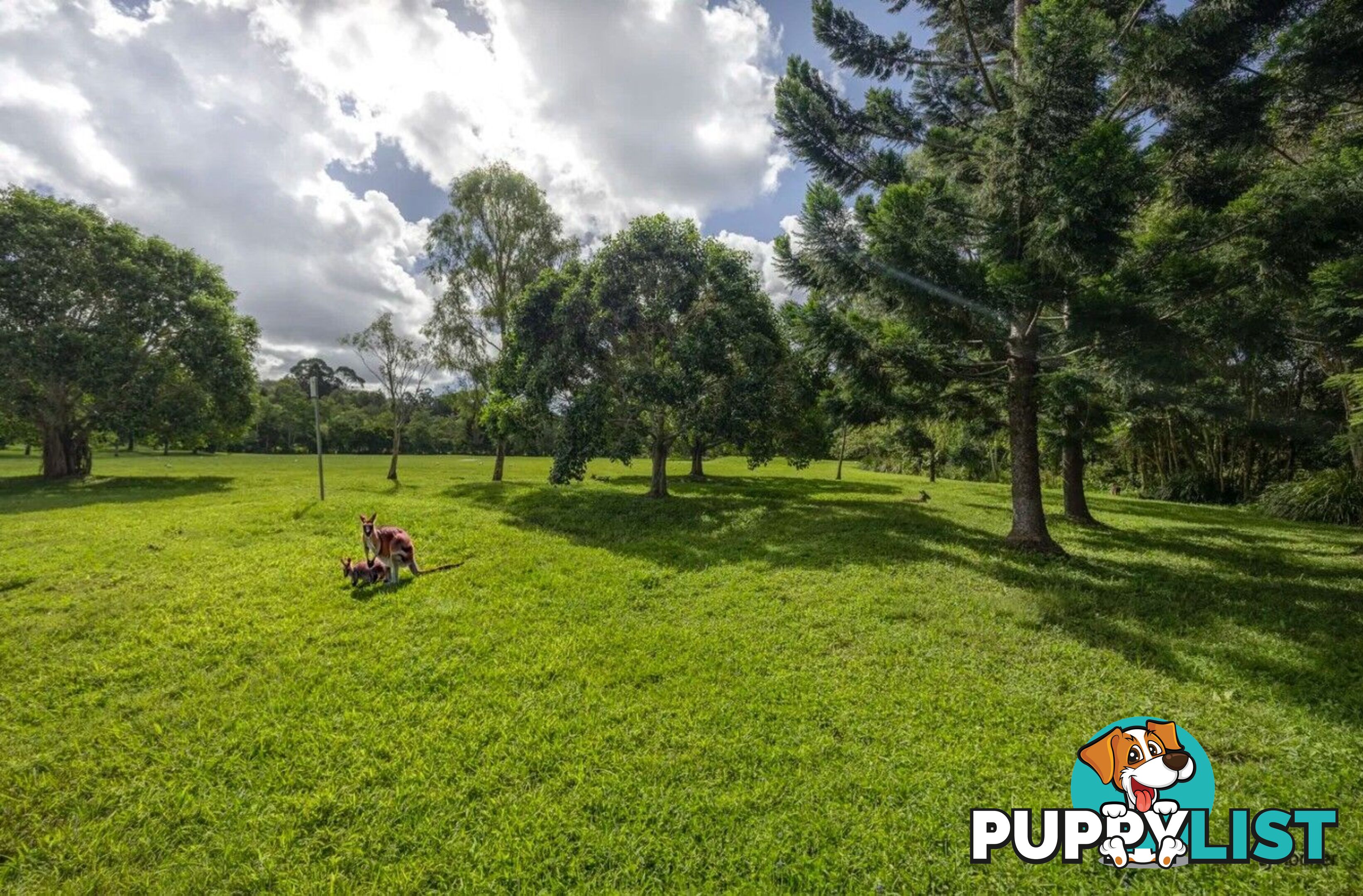 2 Mooligum Way CURRUMBIN VALLEY QLD 4223