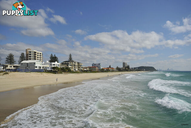 6/1396 Gold Coast Highway PALM BEACH QLD 4221