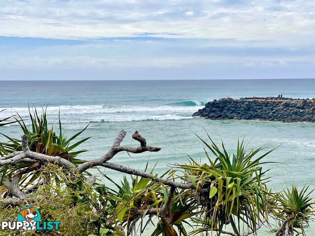 1/61 Tallebudgera Drive PALM BEACH QLD 4221