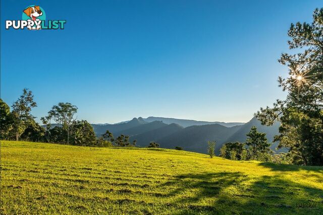 731 Tomewin Mountain Road CURRUMBIN VALLEY QLD 4223