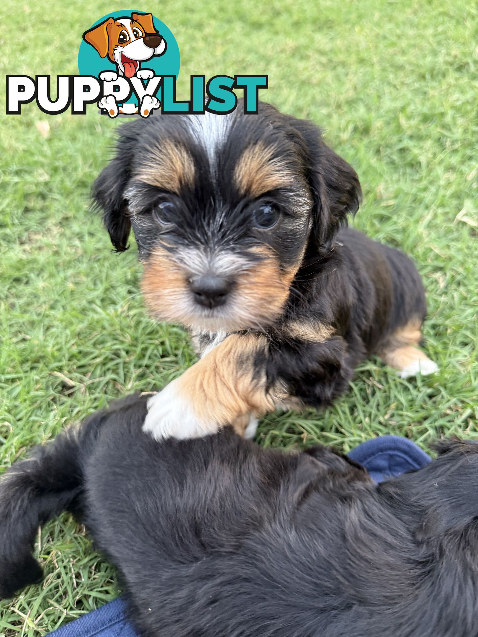 Available & ready now - cute Maltese Shih Tzu (Malshi) puppies