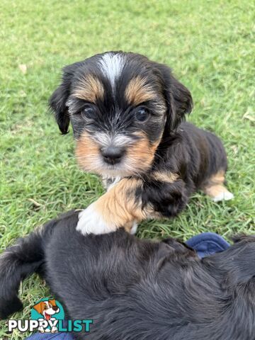 Available & ready now - cute Maltese Shih Tzu (Malshi) puppies