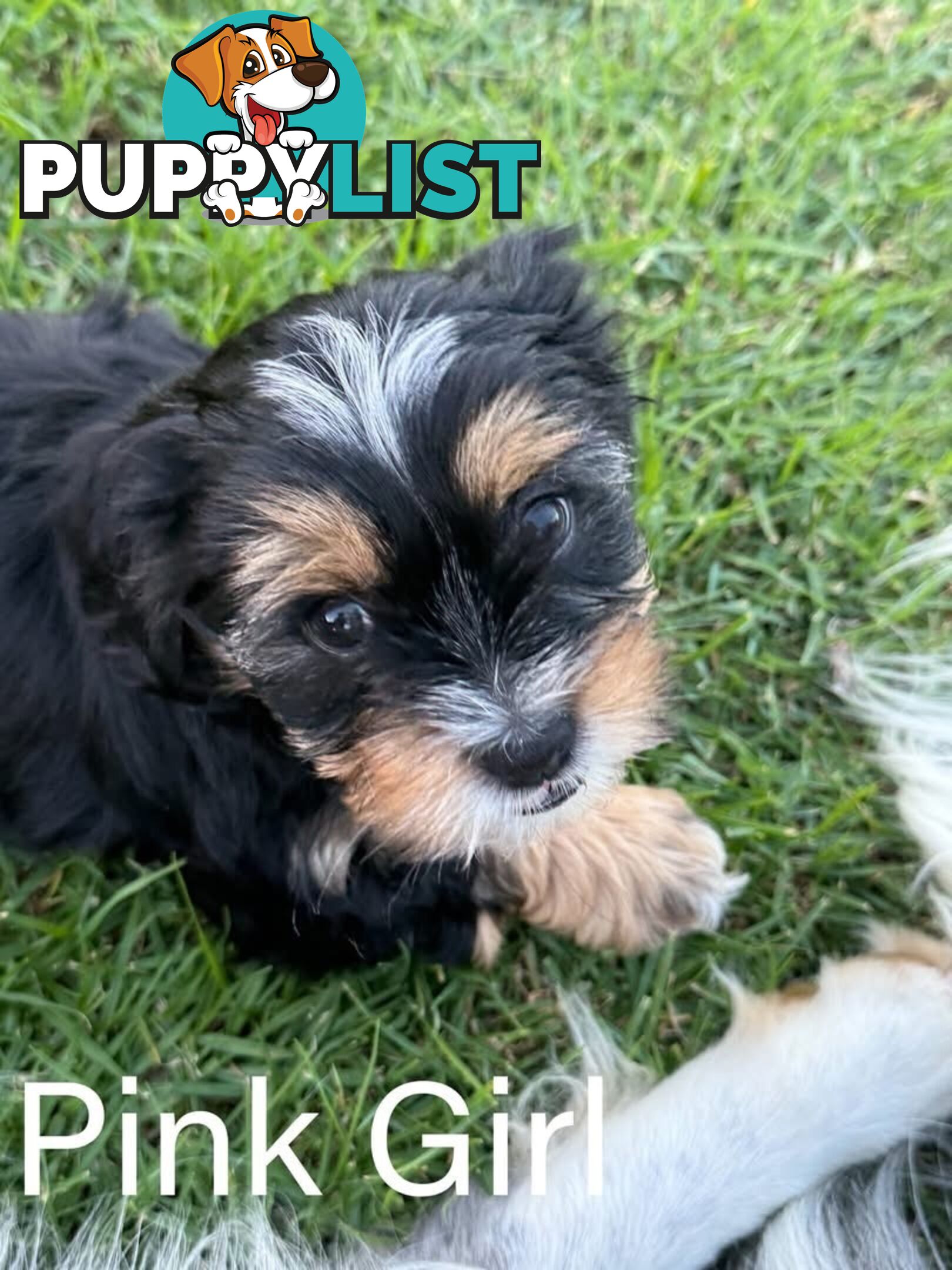 Available & ready now - cute Maltese Shih Tzu (Malshi) puppies