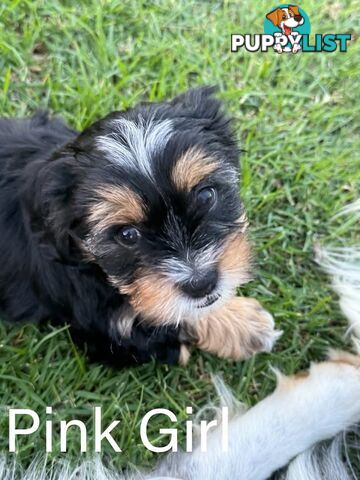 Available & ready now - cute Maltese Shih Tzu (Malshi) puppies