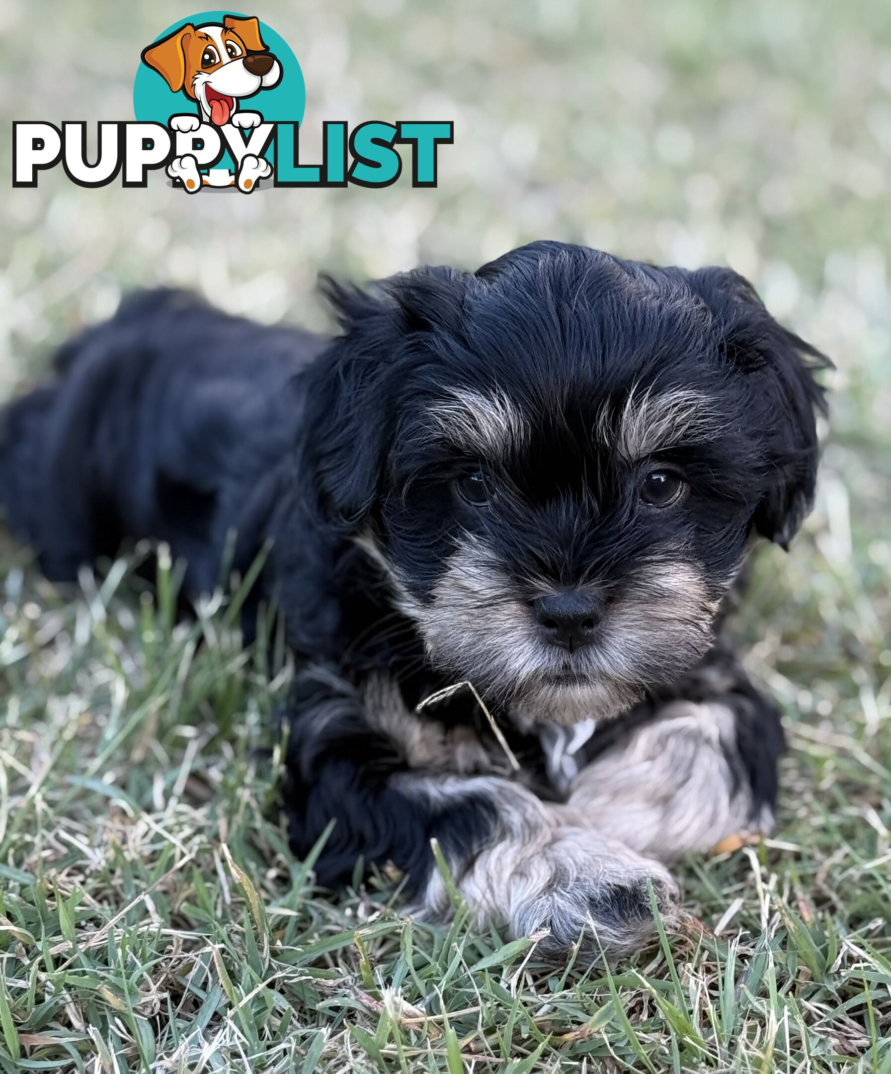 Available & ready now - cute Maltese Shih Tzu (Malshi) puppies