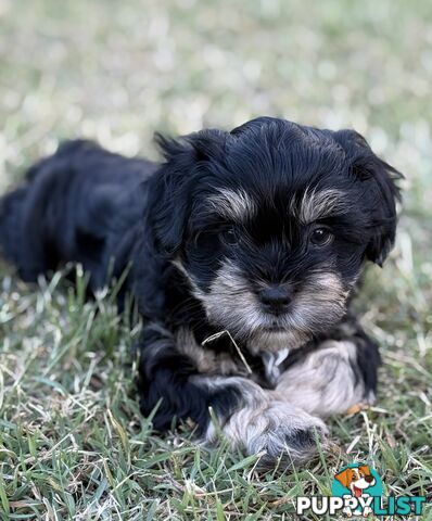 Available & ready now - cute Maltese Shih Tzu (Malshi) puppies