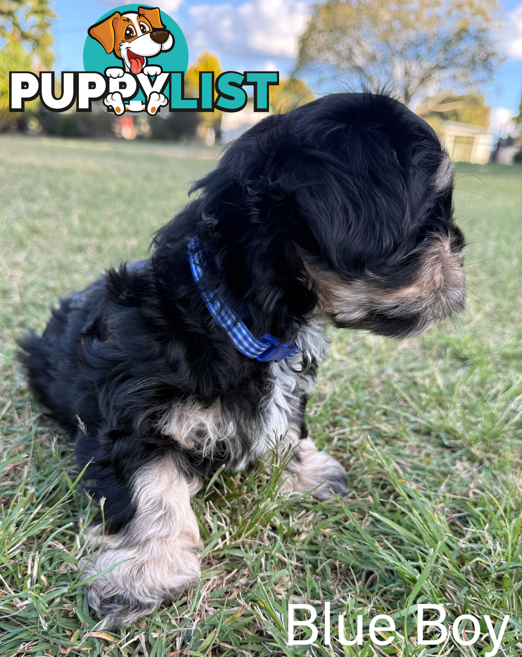 Available & ready now - cute Maltese Shih Tzu (Malshi) puppies