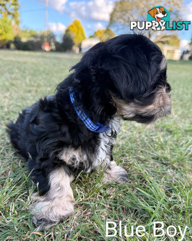 Available & ready now - cute Maltese Shih Tzu (Malshi) puppies