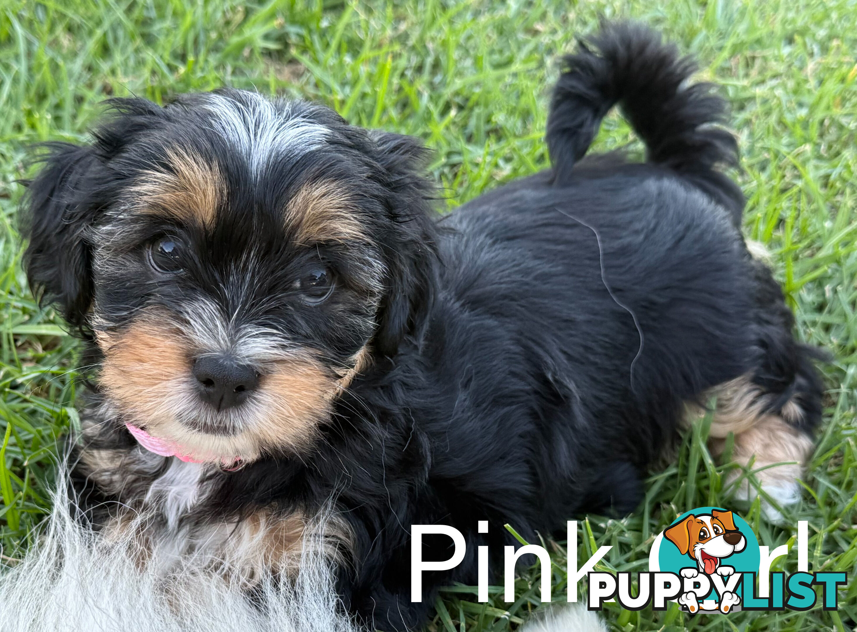 Available & ready now - cute Maltese Shih Tzu (Malshi) puppies