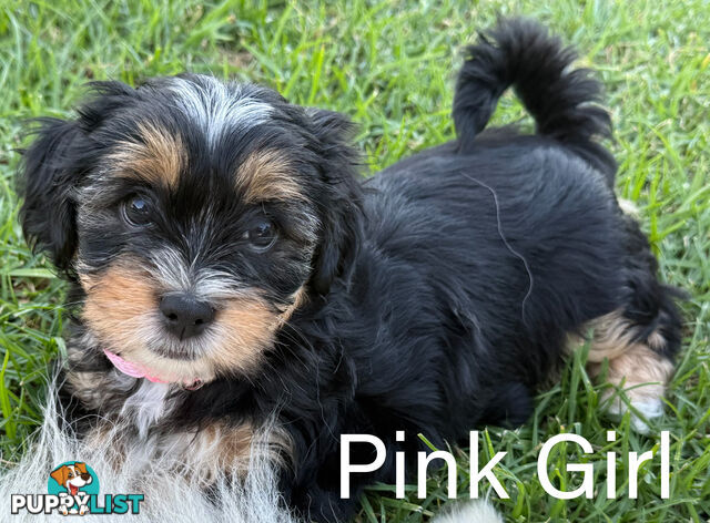 Available & ready now - cute Maltese Shih Tzu (Malshi) puppies