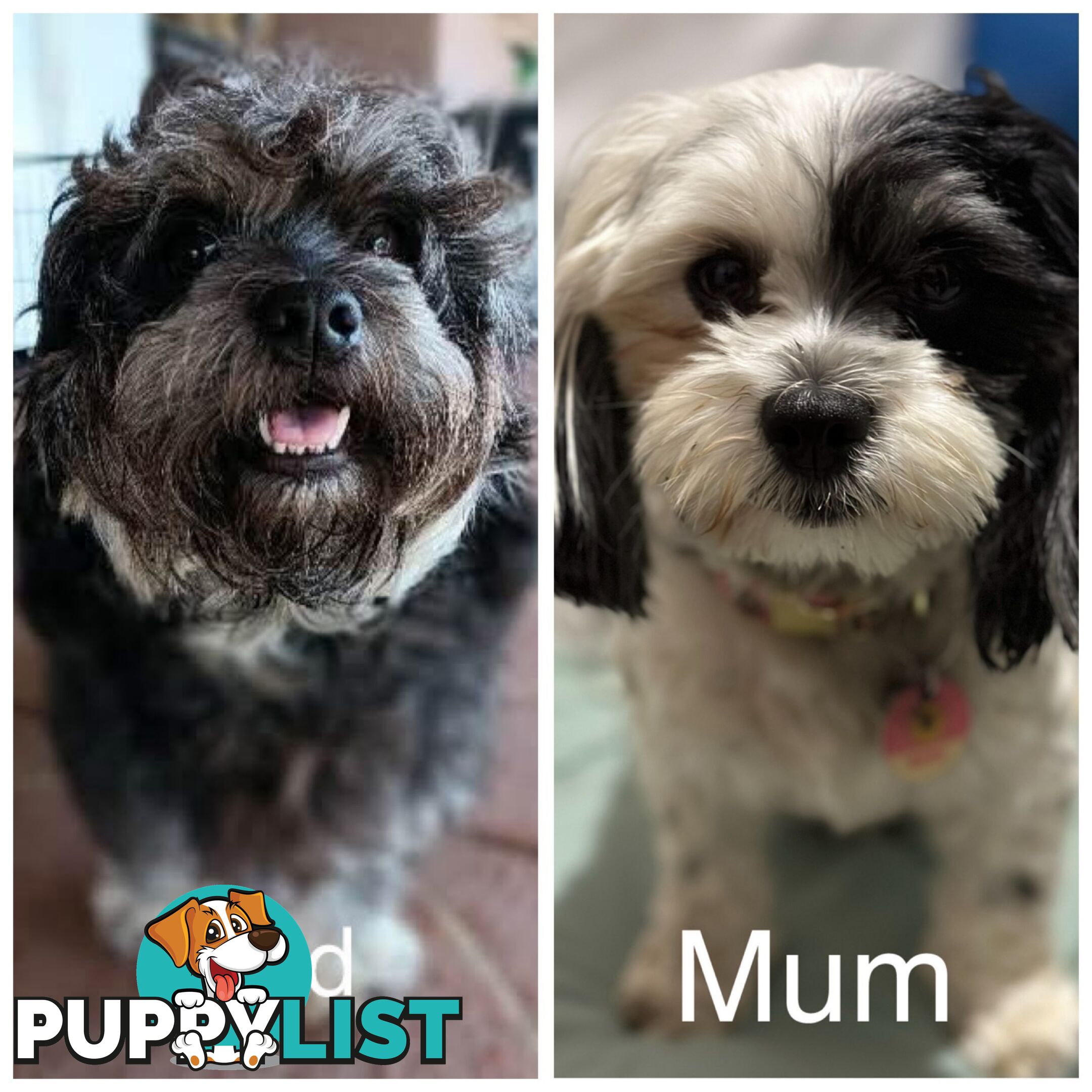 Available & ready now - cute Maltese Shih Tzu (Malshi) puppies