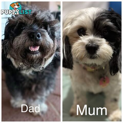 Available & ready now - cute Maltese Shih Tzu (Malshi) puppies