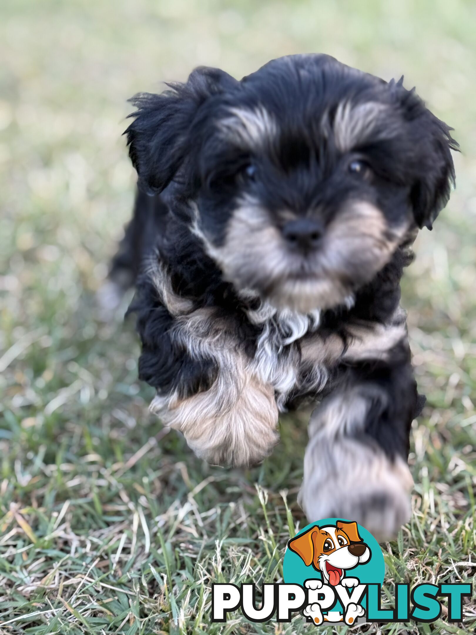 Available & ready now - cute Maltese Shih Tzu (Malshi) puppies