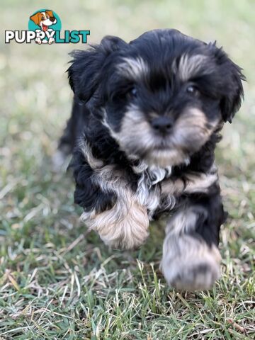 Available & ready now - cute Maltese Shih Tzu (Malshi) puppies