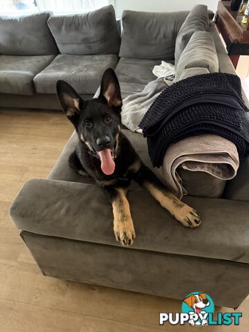 German Shepherd Puppy