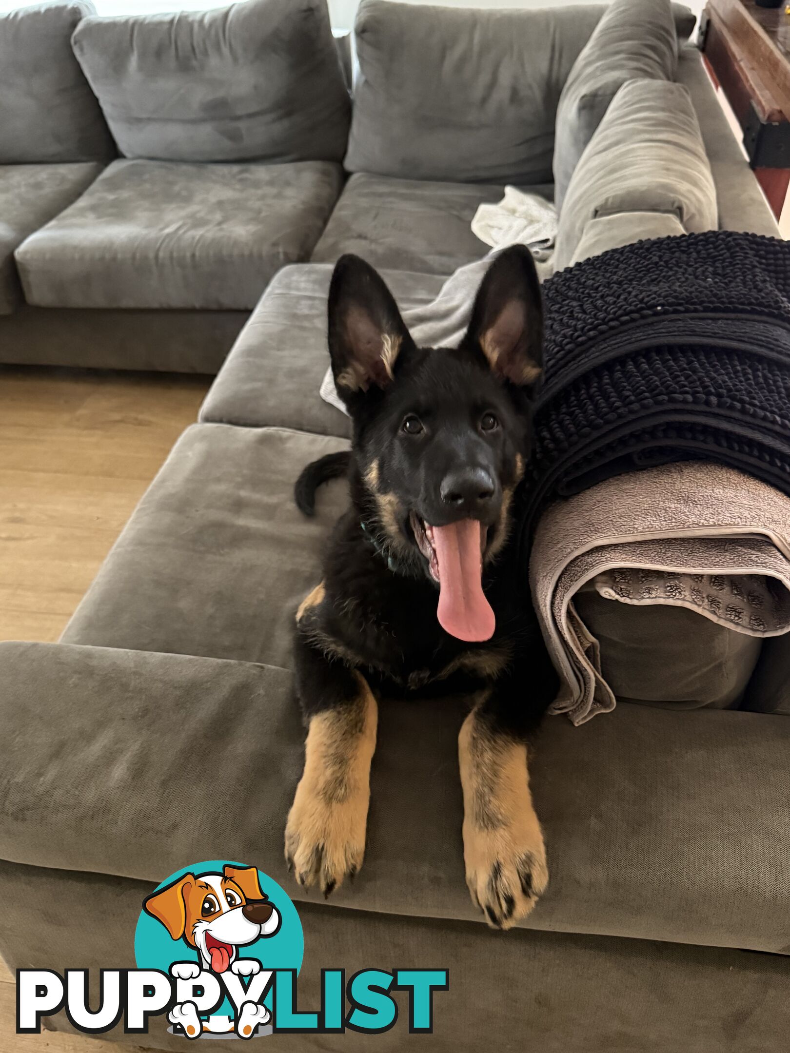 German Shepherd Puppy