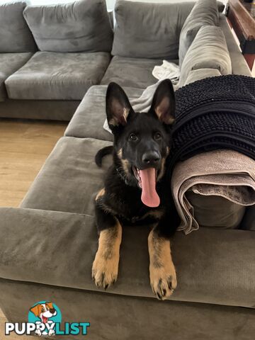 German Shepherd Puppy
