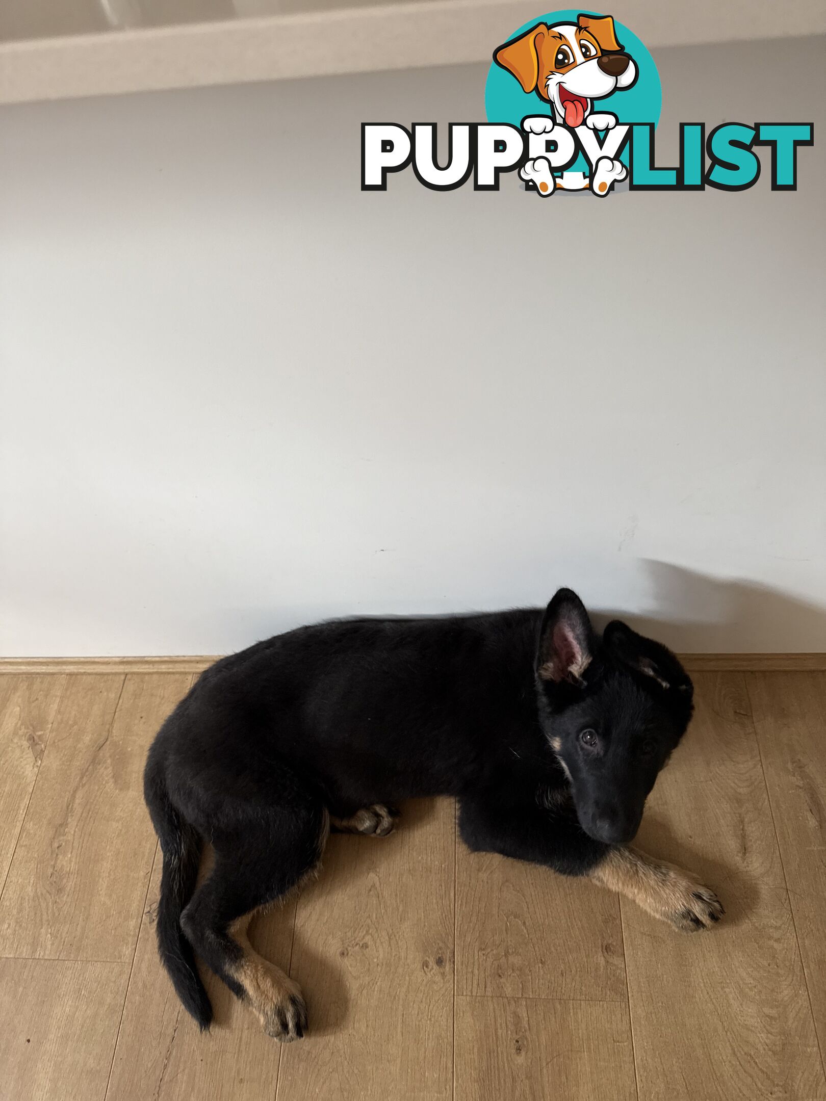 German Shepherd Puppy