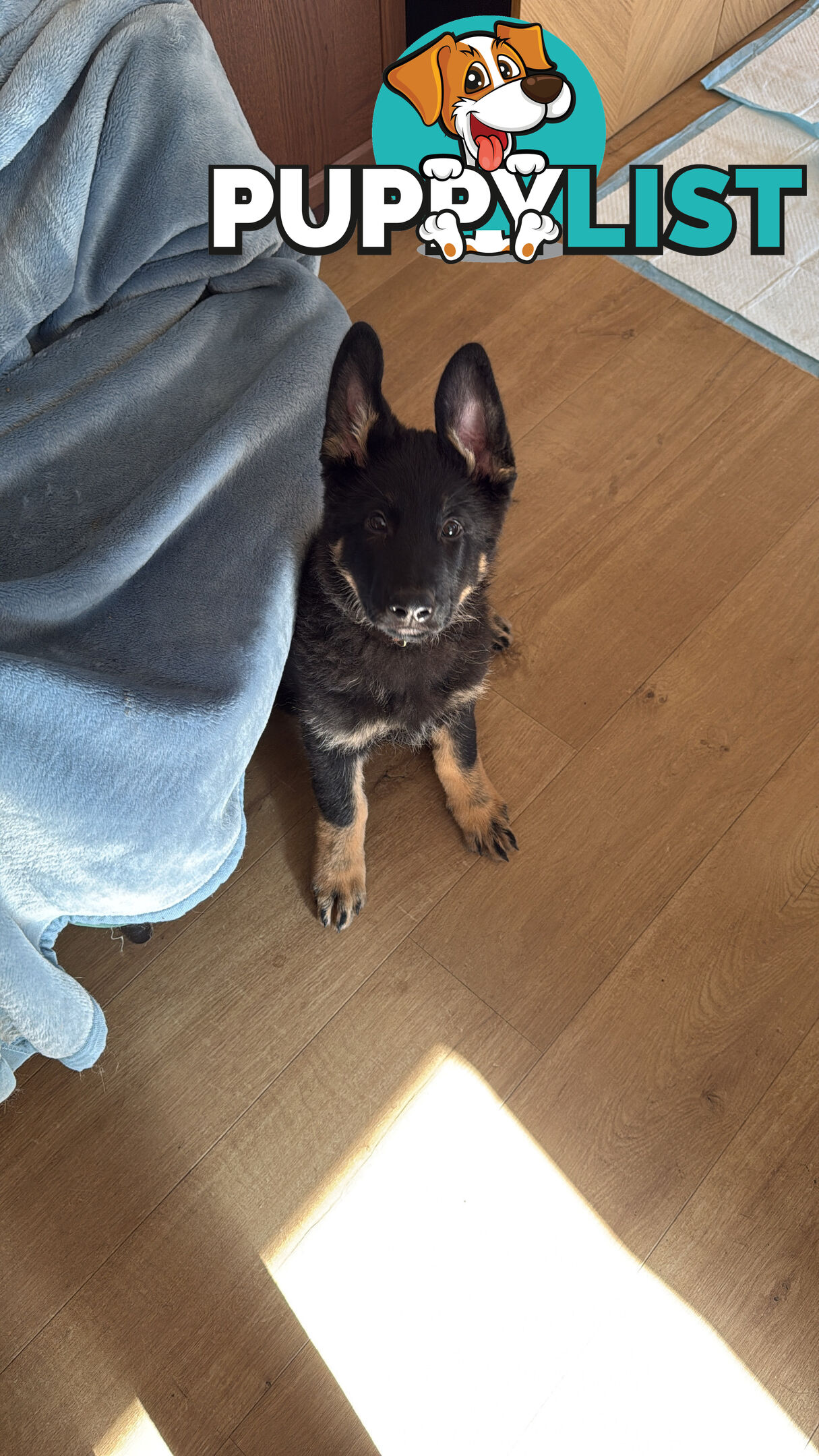 German Shepherd Puppy