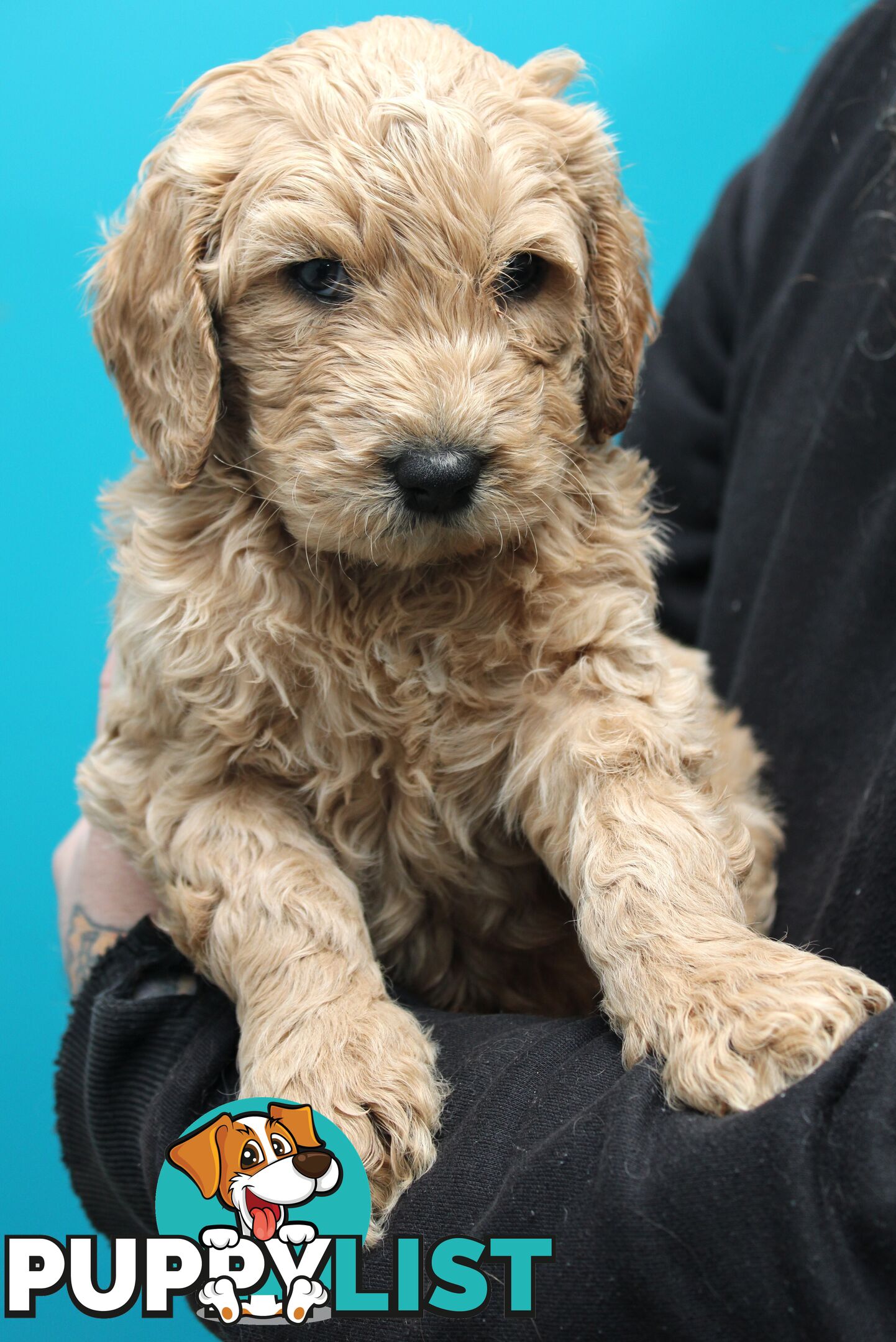 F2 Standard Groodle puppies
