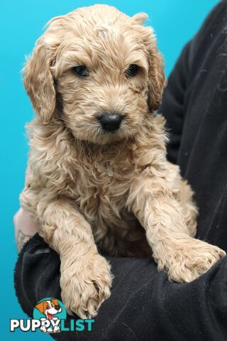 F2 Standard Groodle puppies