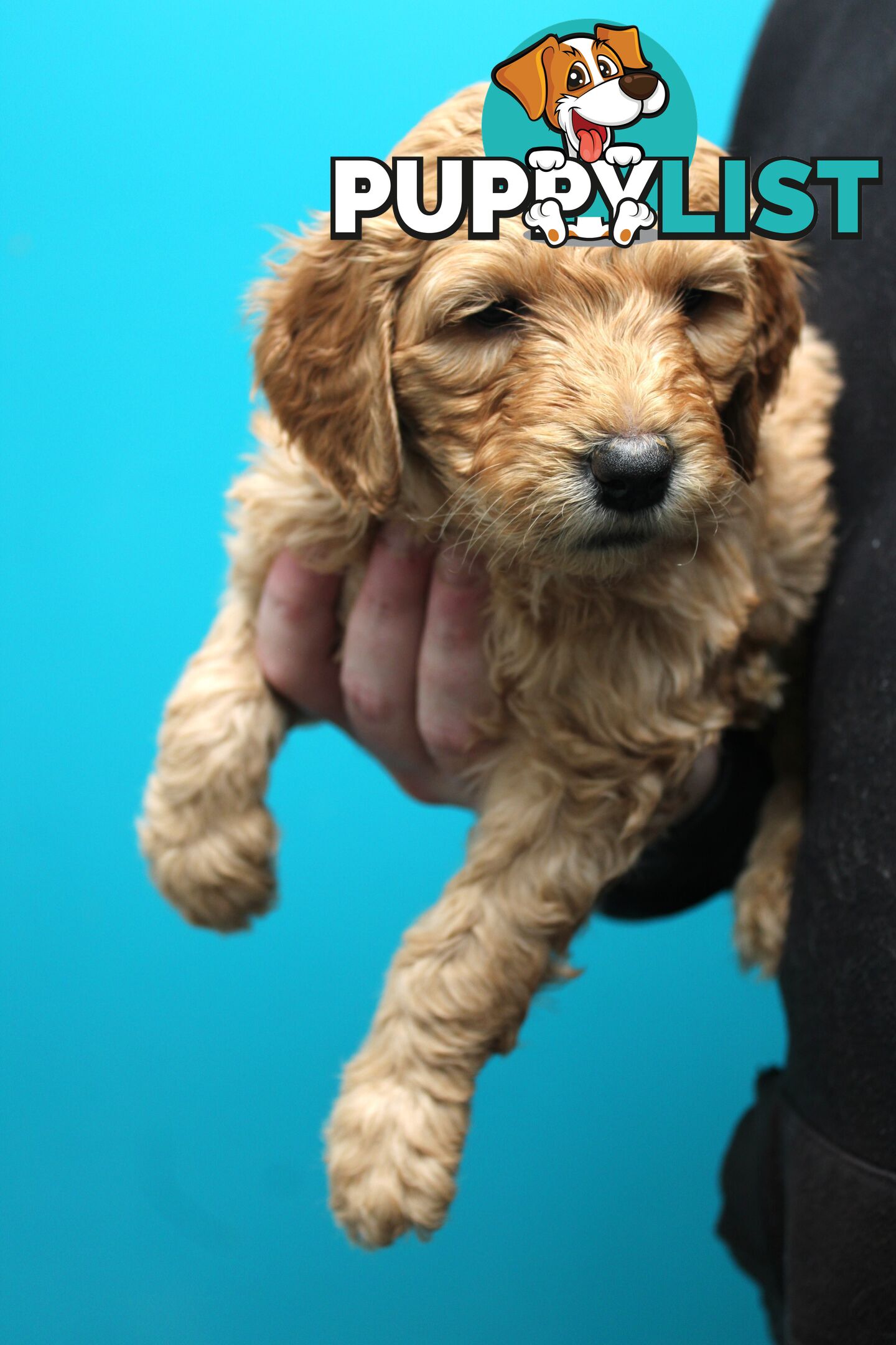F2 Standard Groodle puppies