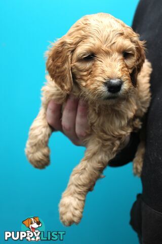 F2 Standard Groodle puppies