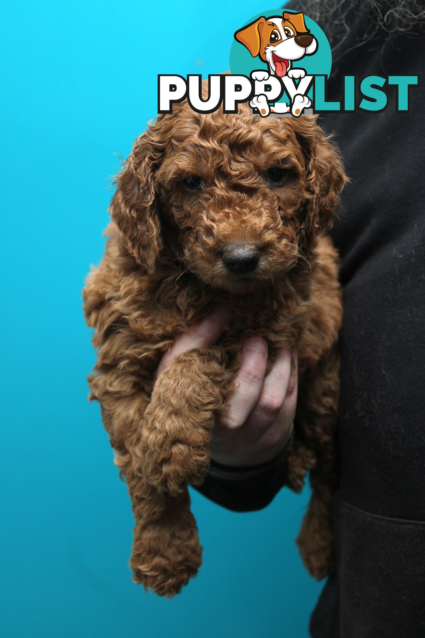 F2 Standard Groodle puppies